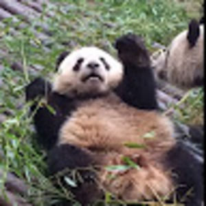 Meet your Posher, Leah